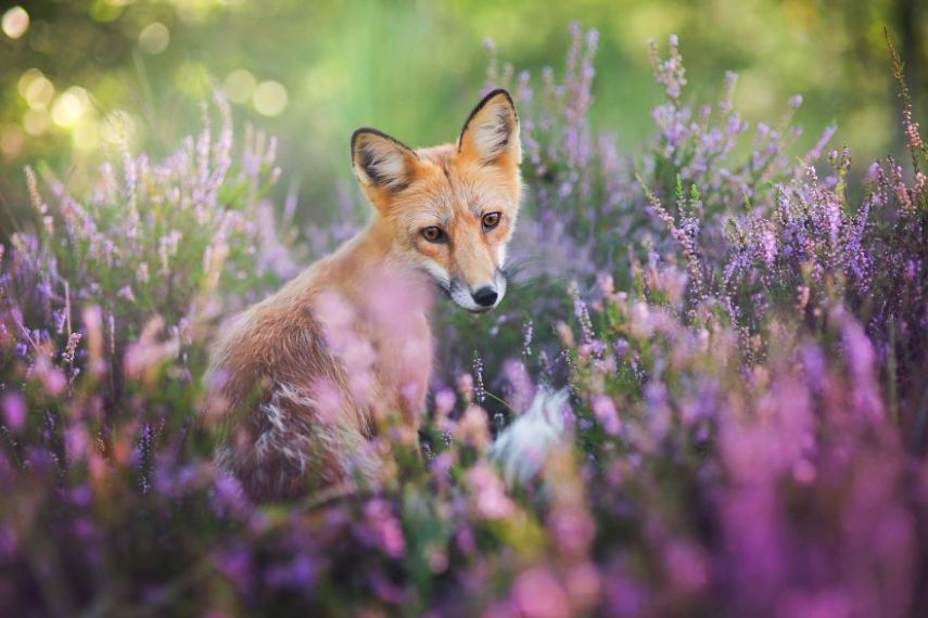 Raposa Freya fotografada por Iza Łysoń