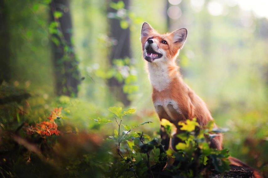 Raposa Freya fotografada por Iza Łysoń