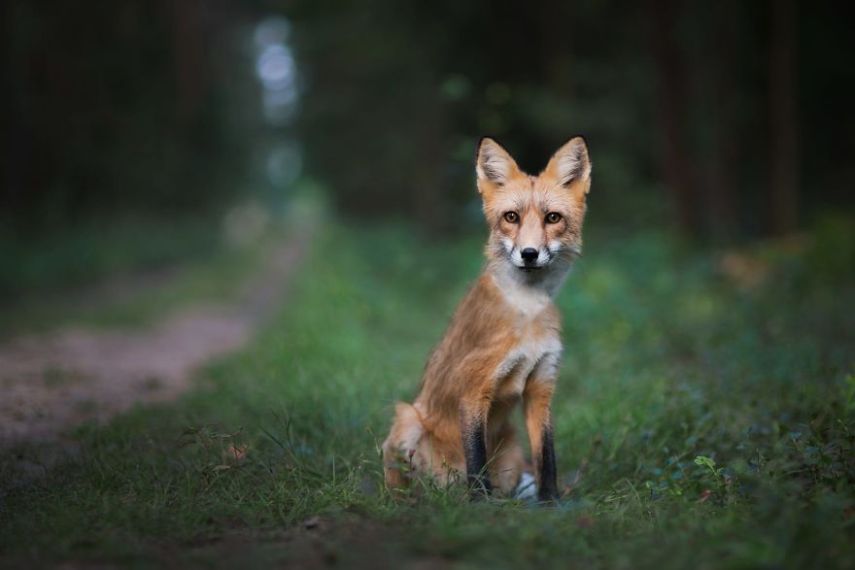 Raposa Freya fotografada por Iza Łysoń