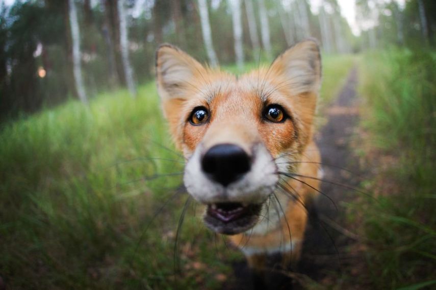 Raposa Freya fotografada por Iza Łysoń