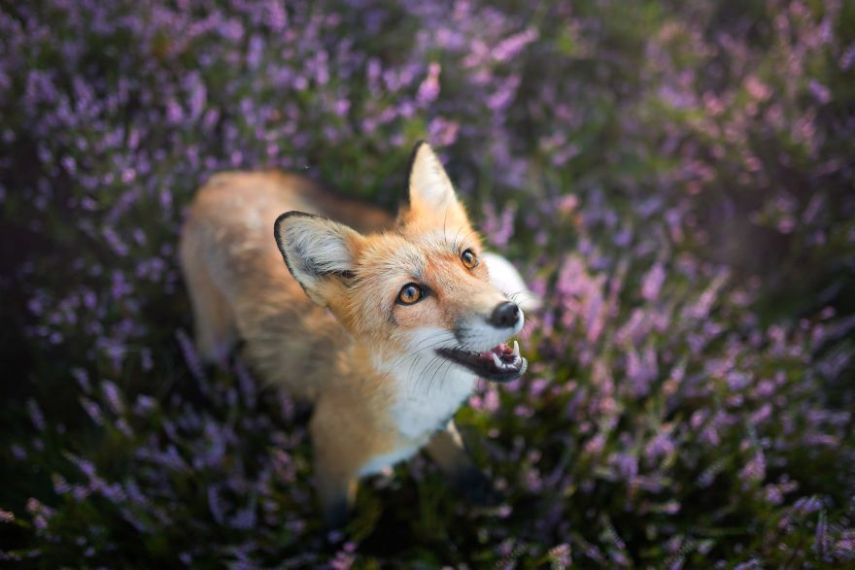 Raposa Freya fotografada por Iza Łysoń