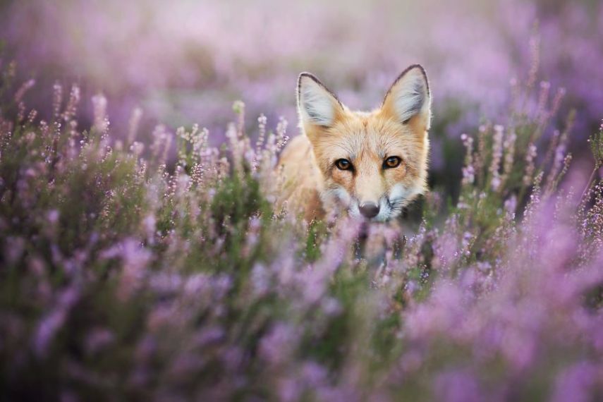 Raposa Freya fotografada por Iza Łysoń