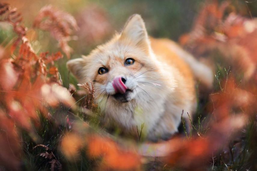 Raposa Freya fotografada por Iza Łysoń