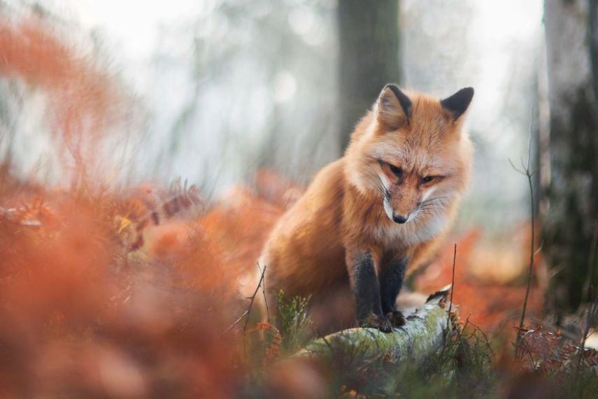 Raposa Freya fotografada por Iza Łysoń