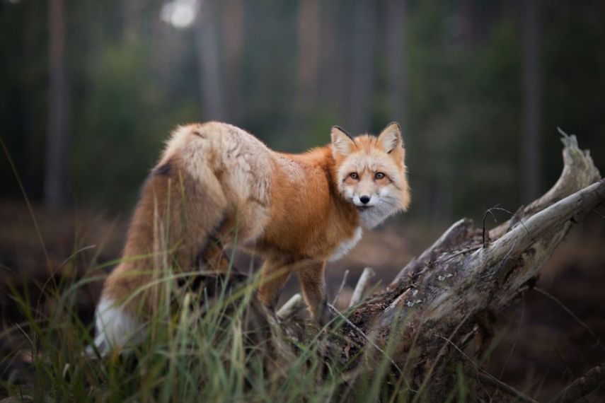 Raposa Freya fotografada por Iza Łysoń