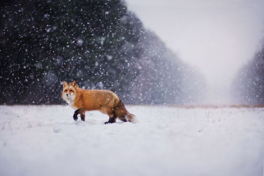 Raposa Freya fotografada por Iza Łysoń