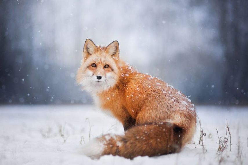 Raposa Freya fotografada por Iza Łysoń
