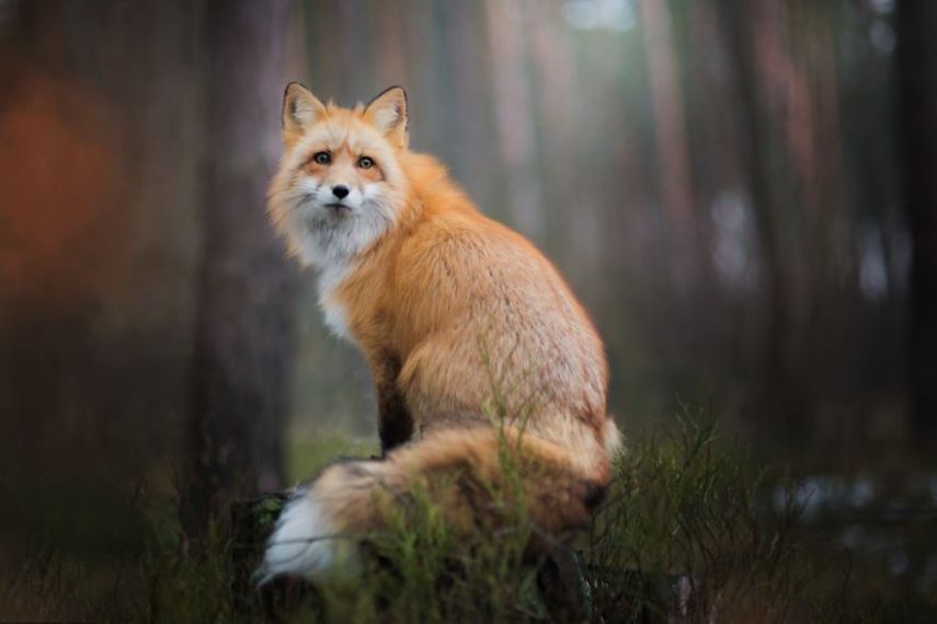 Raposa Freya fotografada por Iza Łysoń