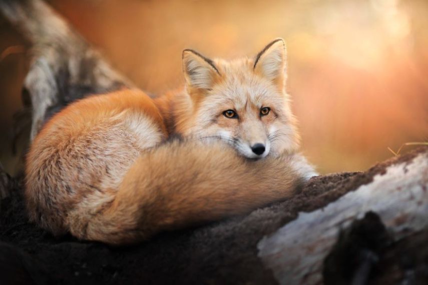 Raposa Freya fotografada por Iza Łysoń