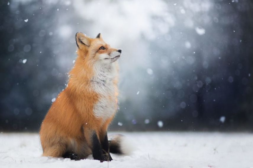 Raposa Freya fotografada por Iza Łysoń