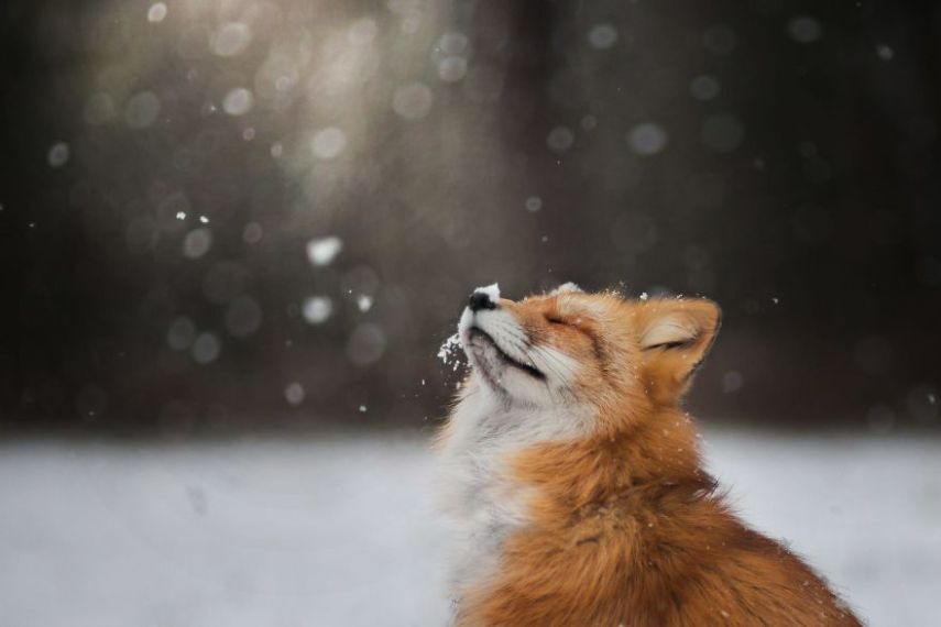 Raposa Freya fotografada por Iza Łysoń