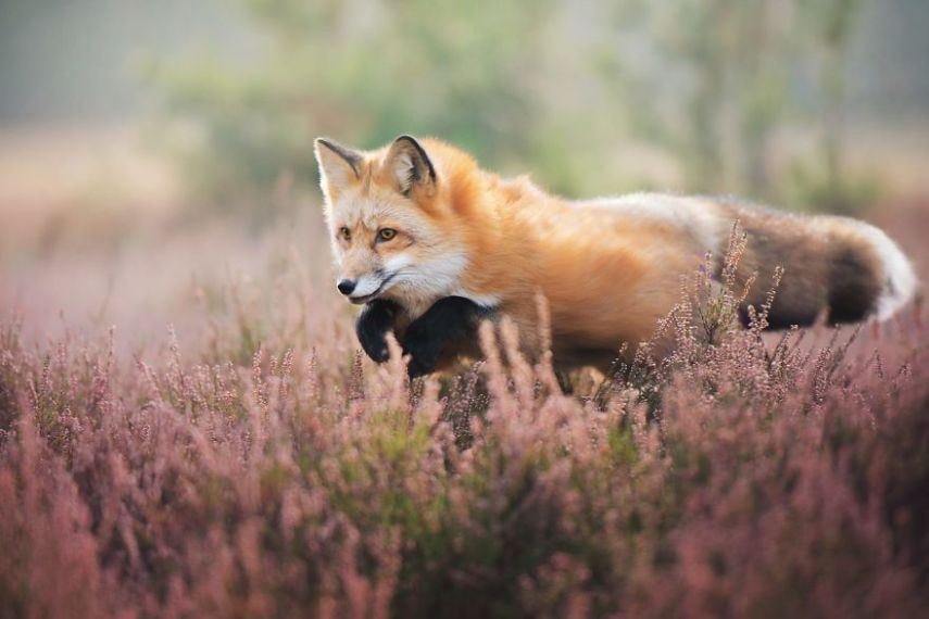 Raposa Freya fotografada por Iza Łysoń