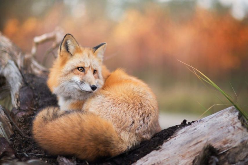 Raposa Freya fotografada por Iza Łysoń