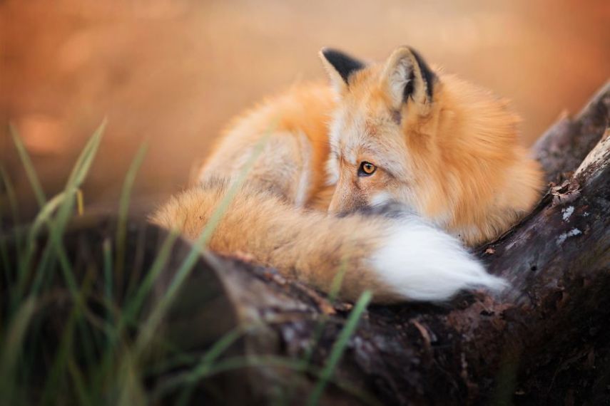 Raposa Freya fotografada por Iza Łysoń