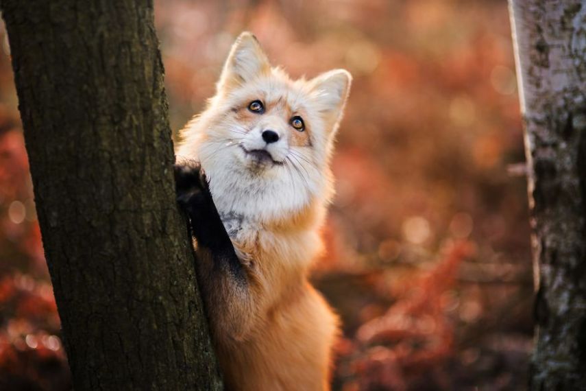 Raposa Freya fotografada por Iza Łysoń