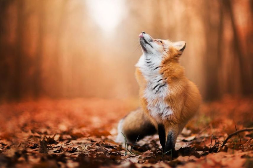 Raposa Freya fotografada por Iza Łysoń