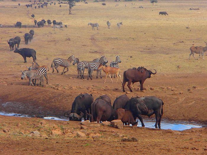 O Homem da água gasta algumas horas todos os dias dirigindo para encher alguns buracos de água para que animais selvagens do Quênia não morram de sede