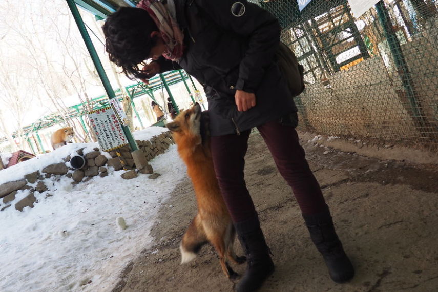 Localizada em Shiroishi, Myiagi, essa vila é dedicada exclusivamente a belas e simpáticas raposinhas da neve. Basta seguir as recomendações dos cuidadores e evitar mordidas indesejadas. Coisa mais fofa da vida!