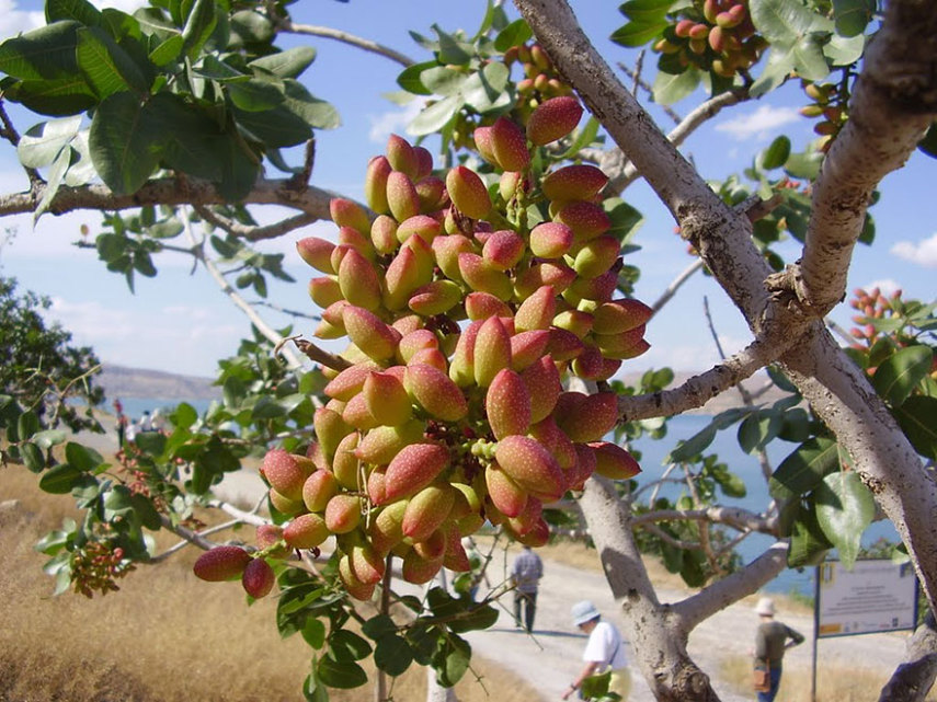 Essa é a aparência de alguns dos nossos alimentos favoritos antes do processo de industrialização