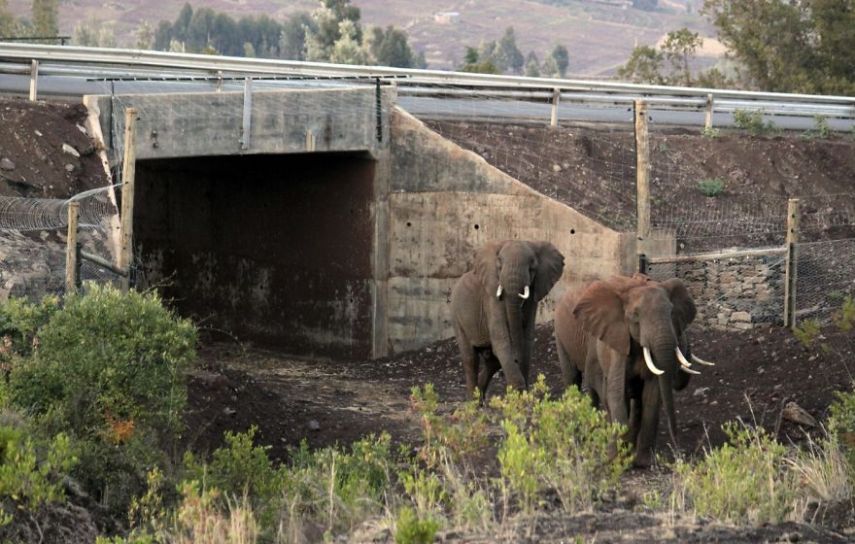 Alguns países resolveram agir e tentar salvar a vida selvagem com pontes para animais em estradas 