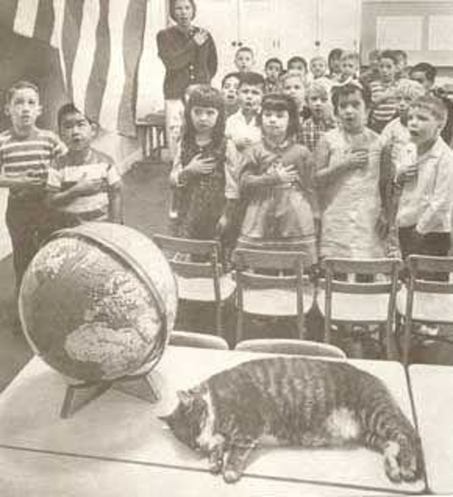 Room 8 foi um gato vira-lata malhado que foi adotado pela escola primária de Elysian Heights, bairro de Los Angeles, em 1952. Ele morreu aos 22 anos