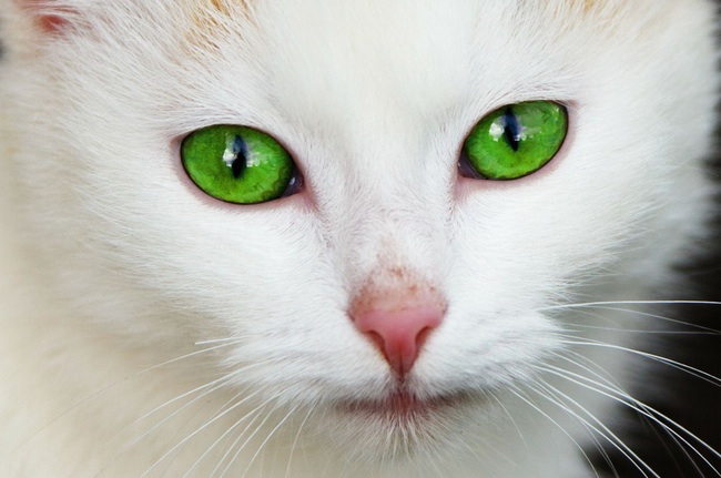 Em 1994, Shirley A. Duguay desapareceu de sua casa em Prince Edward Island, Canadá. A polícia chegou até Douglas Beamish, pai de três dos cinco filhos de Shirley ao descobrir uma jaqueta masculina com sangue da vítima e pelos do gato Snowball, que pertencia ao acusado