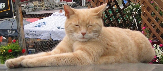  Stubbs foi prefeito de Talkeetna, nos Estados Unidos em 1997