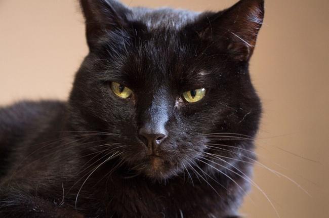 Tommaso, este gato que parece uma panterinha negra é milionário. Desde que a morte da sua dona,  Maria Assunta, em 2011,  ele herdou uma fortuna de US$ 13 milhões. Nada mal para quem foi recolhido nas ruas de Roma
