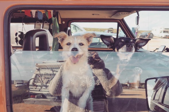 O casal Jeroen e Hedwig Bosman decidiu virar a vida de cabeça para baixo. Eles venderam tudo o que tinham em Amsterdã, na Holanda, compraram uma van que se chama Chewie e caíram no mundo com os cachorro Olaf e Tommie