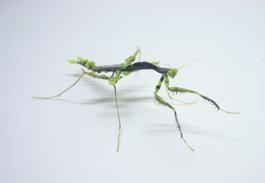 Japonesa Yuki Tsunoda cria esculturas de insetos e flores de vidro