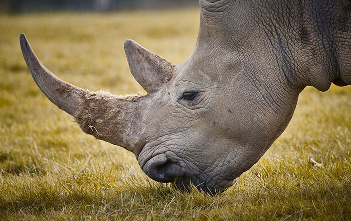 Parque Nacional de Kaziranga, santuário de rinocerontes