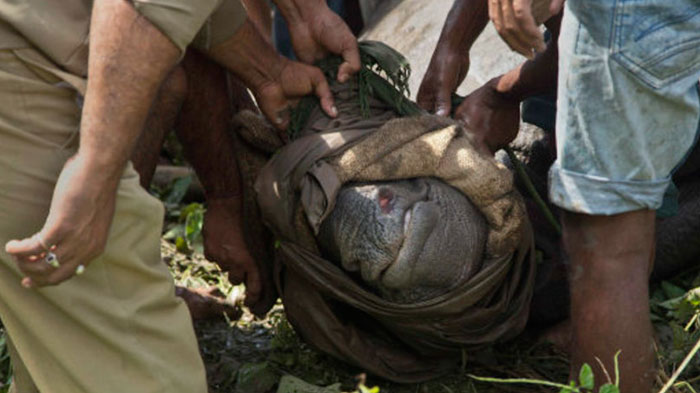 Parque Nacional de Kaziranga, santuário de rinocerontes