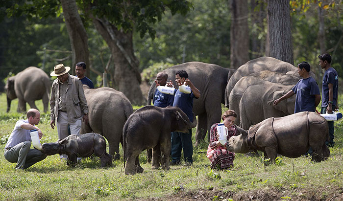 Parque Nacional de Kaziranga, santuário de rinocerontes