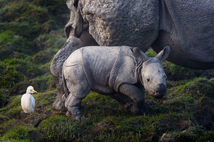 Parque Nacional de Kaziranga, santuário de rinocerontes