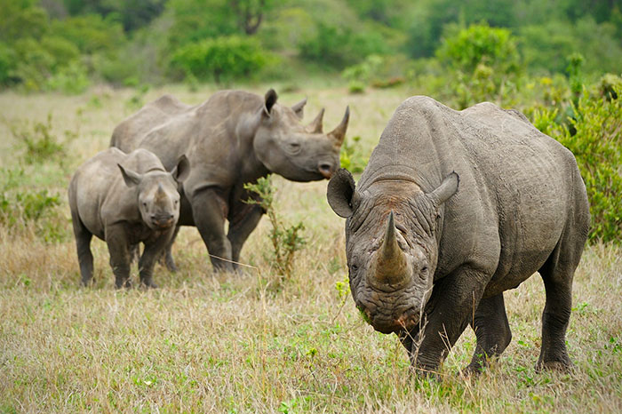 Parque Nacional de Kaziranga, santuário de rinocerontes