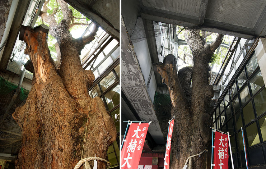 Estação ferroviária no Japão é construída em torno de árvore de 700 anos