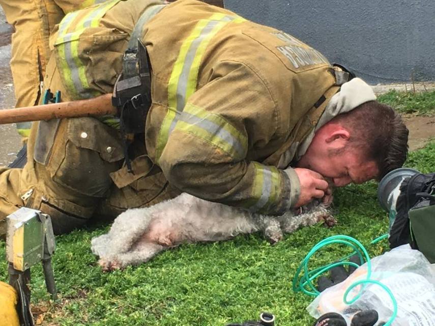 Em 20 minutos, Nalu recobrou a consciência e conseguiu respirar com uma máscara de oxigênio após desmaiar em incêndio