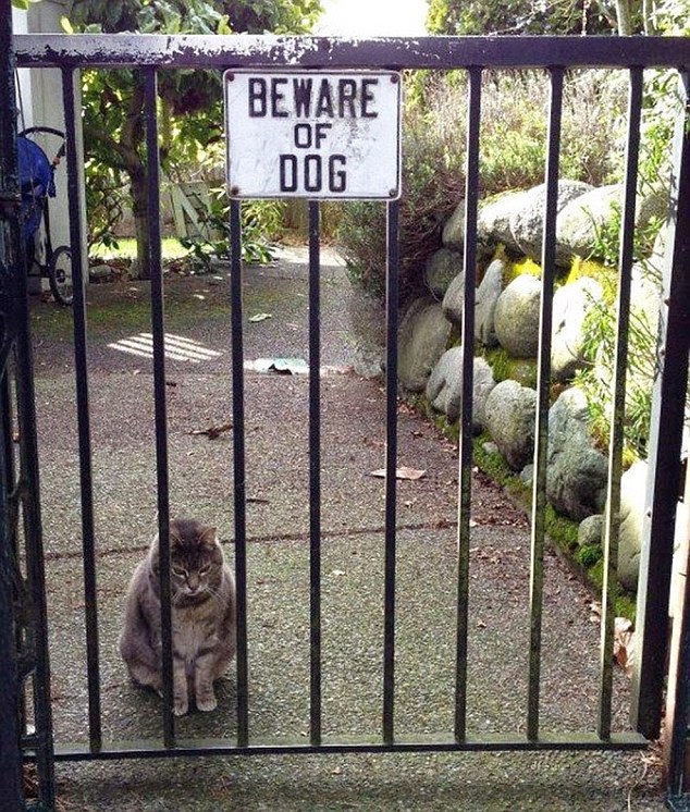 Esses bichinhos ferozes têm tudo a ver com a placa de aviso, né?