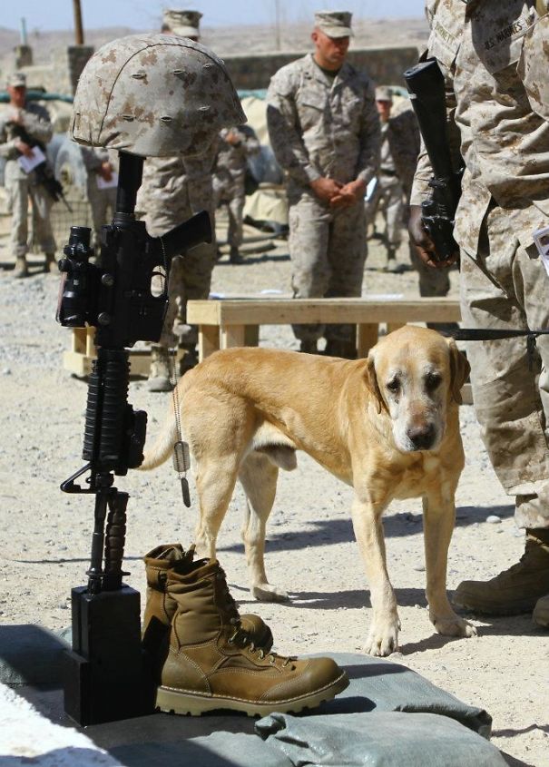 Cães heróis: a relação de soldados e seus animais