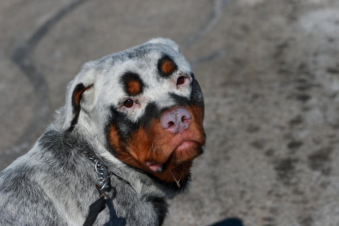 Acabou a tinta? Veja animais com vitiligo que têm aparência única