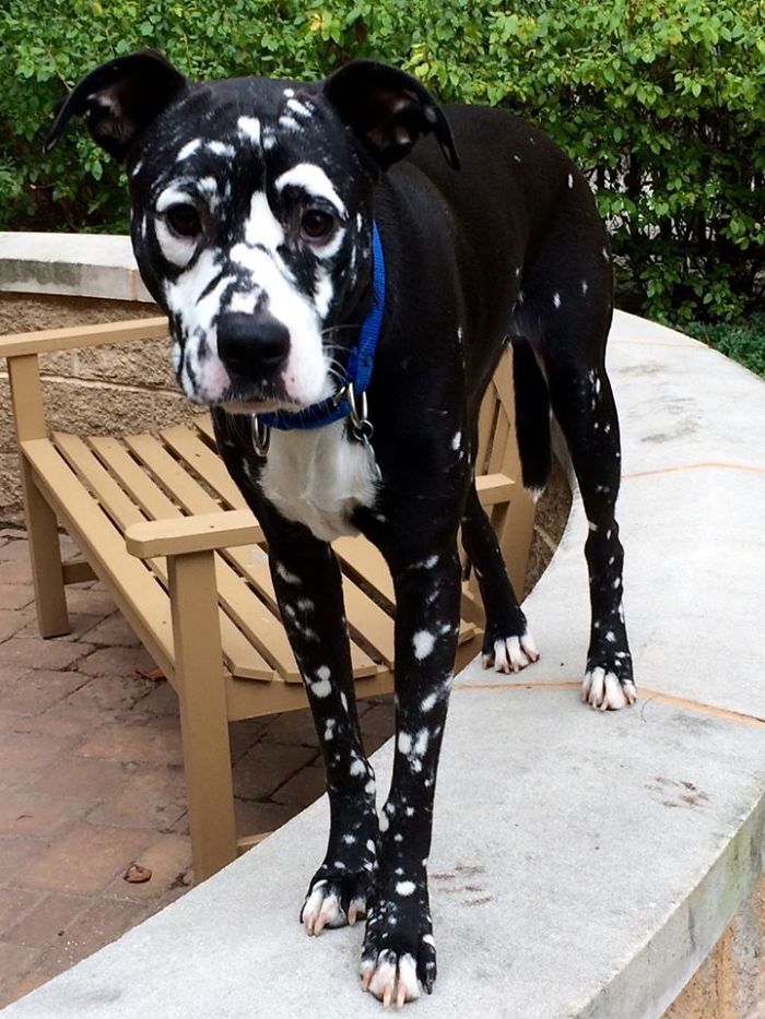 Acabou a tinta? Veja animais com vitiligo que têm aparência única