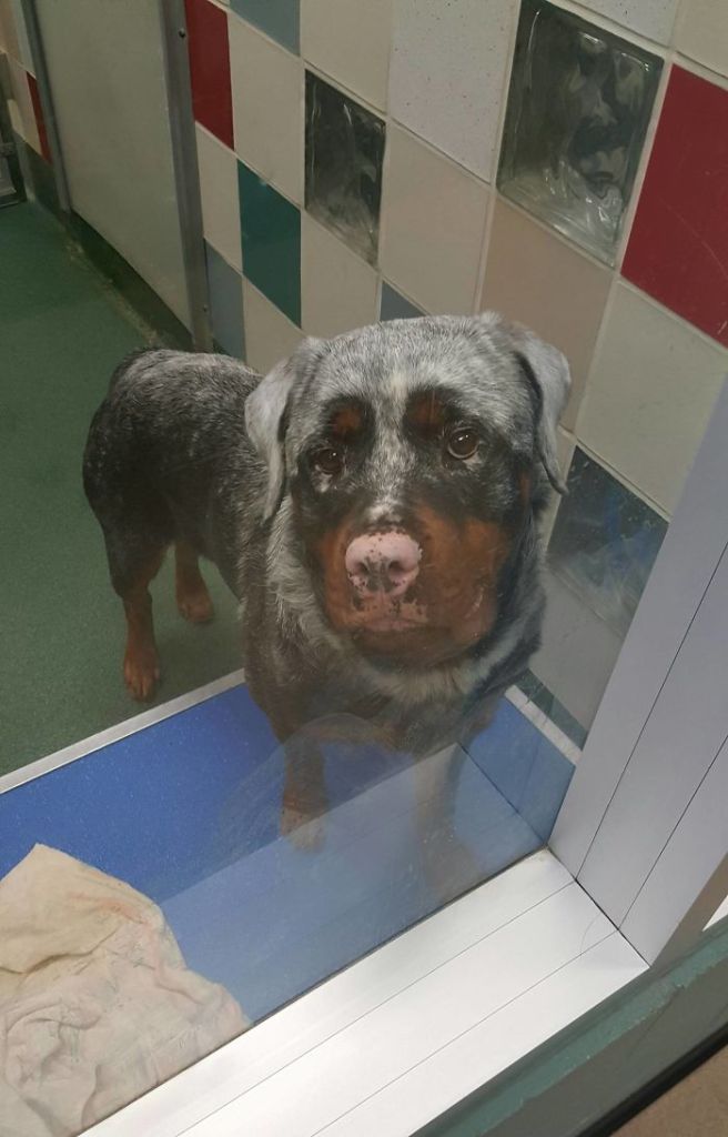 Acabou a tinta? Veja animais com vitiligo que têm aparência única