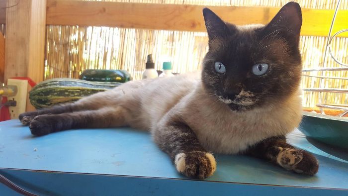 Acabou a tinta? Veja animais com vitiligo que têm aparência única