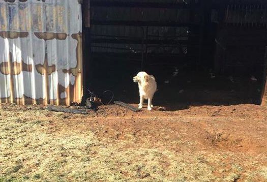 A cadela Daisy no celeiro onde perdeu seus filhotes