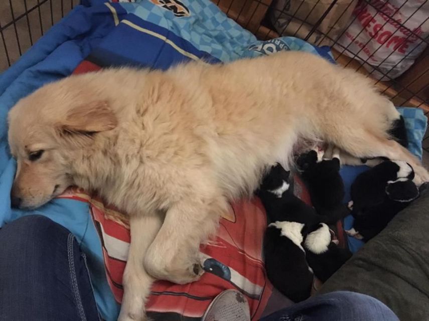 A cadela Daisy dá de mamar aos filhotes adotados