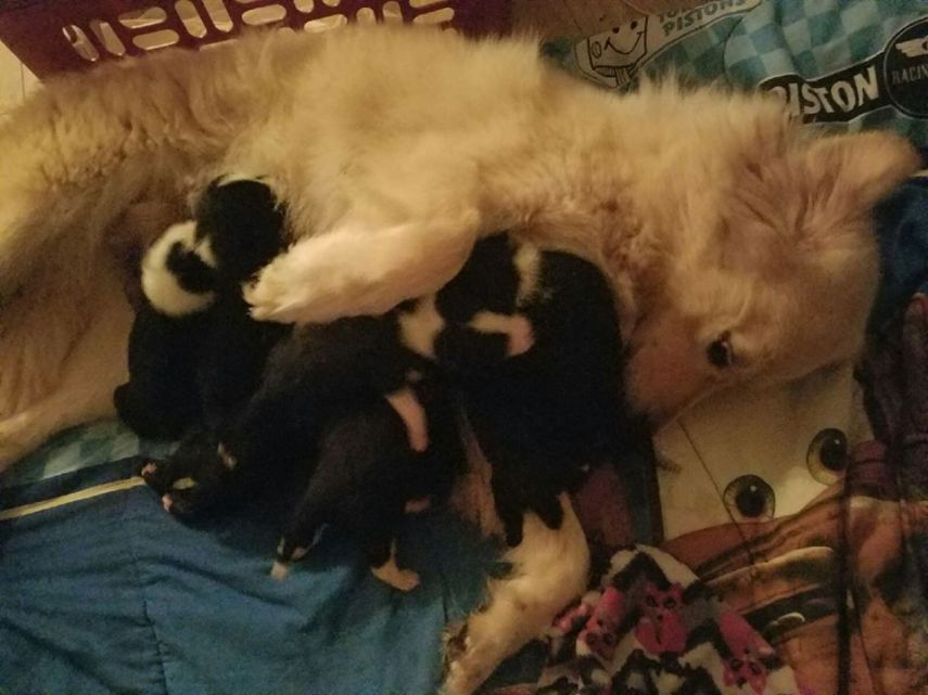 A cadela Daisy dá de mamar aos filhotes adotados