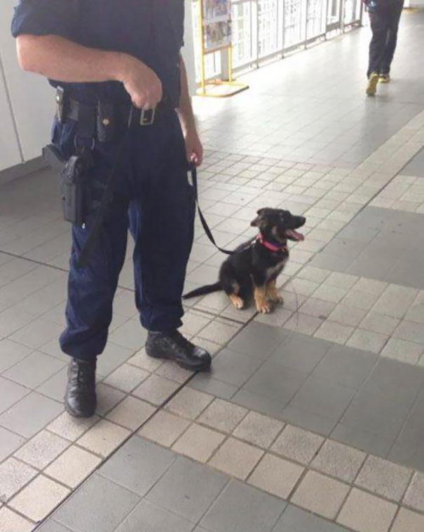 Imagens mostram cães sendo treinados para trabalhar como policiais, bombeiros e em várias funções