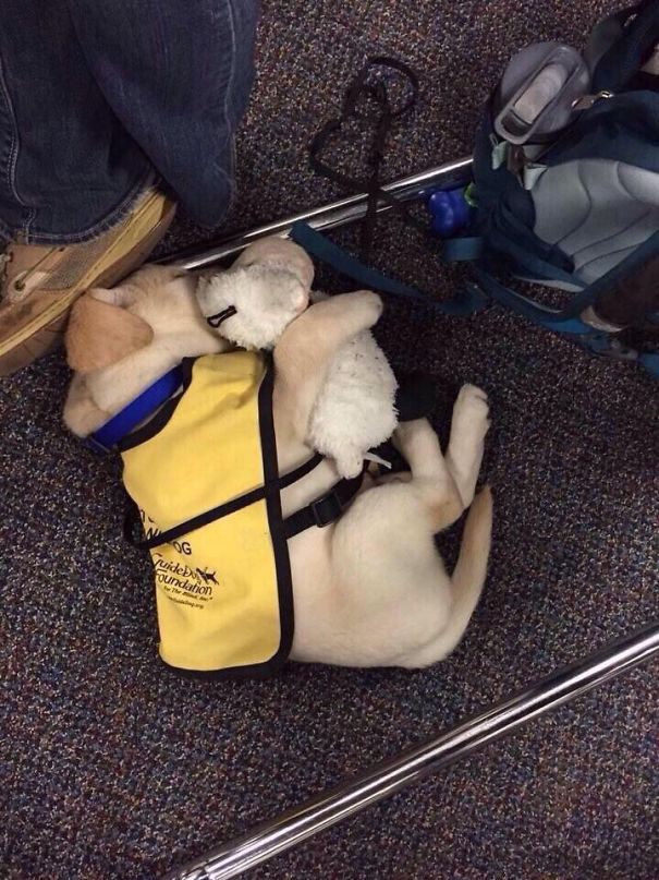 Imagens mostram cães sendo treinados para trabalhar como policiais, bombeiros e em várias funções