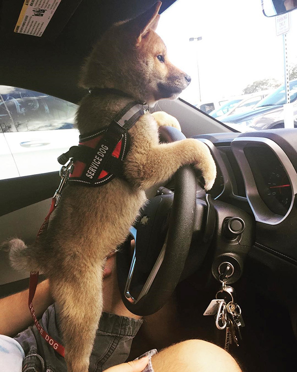 Imagens mostram cães sendo treinados para trabalhar como policiais, bombeiros e em várias funções