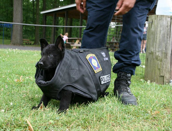 Imagens mostram cães sendo treinados para trabalhar como policiais, bombeiros e em várias funções